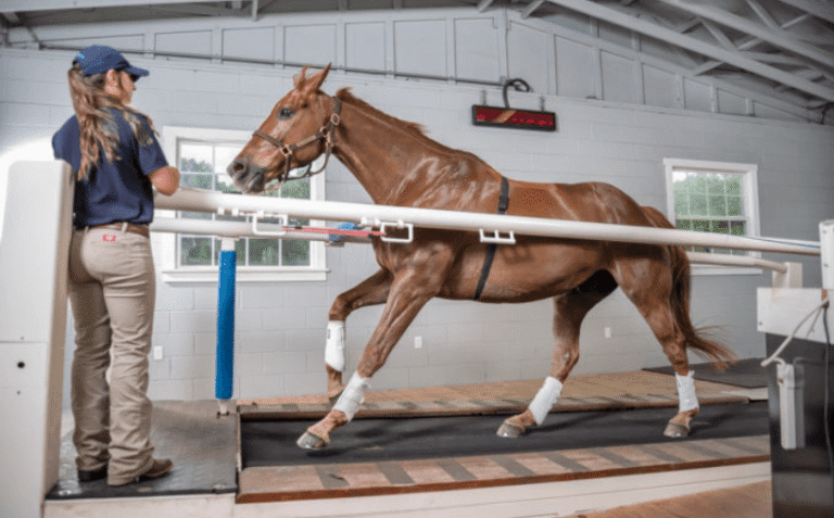 The Role of Veterinary Science in Horse Racing